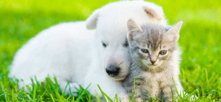 unsere marken haustier